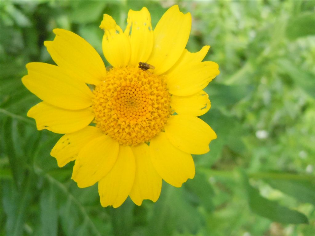 Glebionis segetum / Crisantemo campestre
